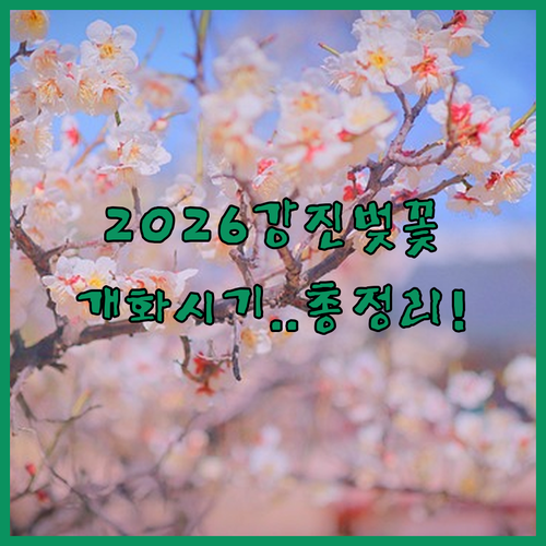 2026 강진 벚꽃 축제 개화 시기 명소별 특징 총정리