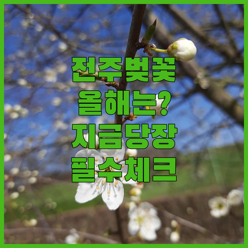 전주 벚꽃 여행 정보 개화 시기 명소별 특징과 교통 팁
