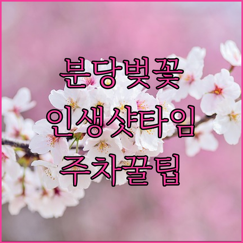 분당 벚꽃 구경하기 좋은 시간대와 주말 주차 팁