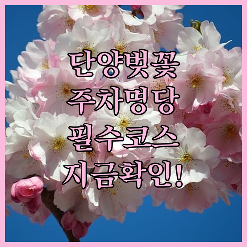 단양 벚꽃 여행 주차장 위치 및 방문 목적별 추천지